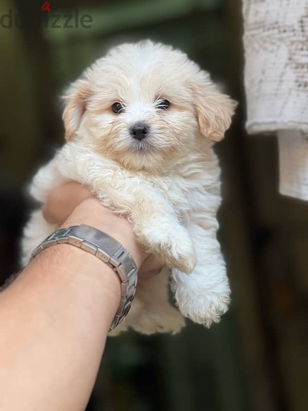 havanese puppy vaccination 2
