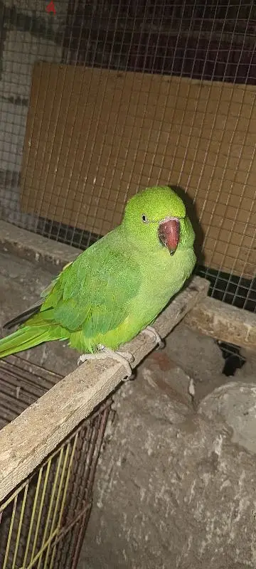 درة هندي65055740245506122