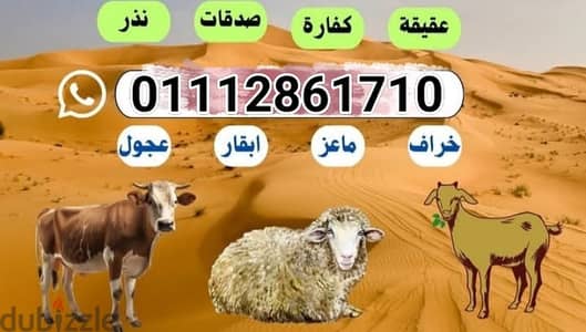 بفضل الله متوفر جميع الاوزان لو عليك ندر أو عقيقه