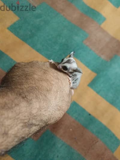 Sugar Glider