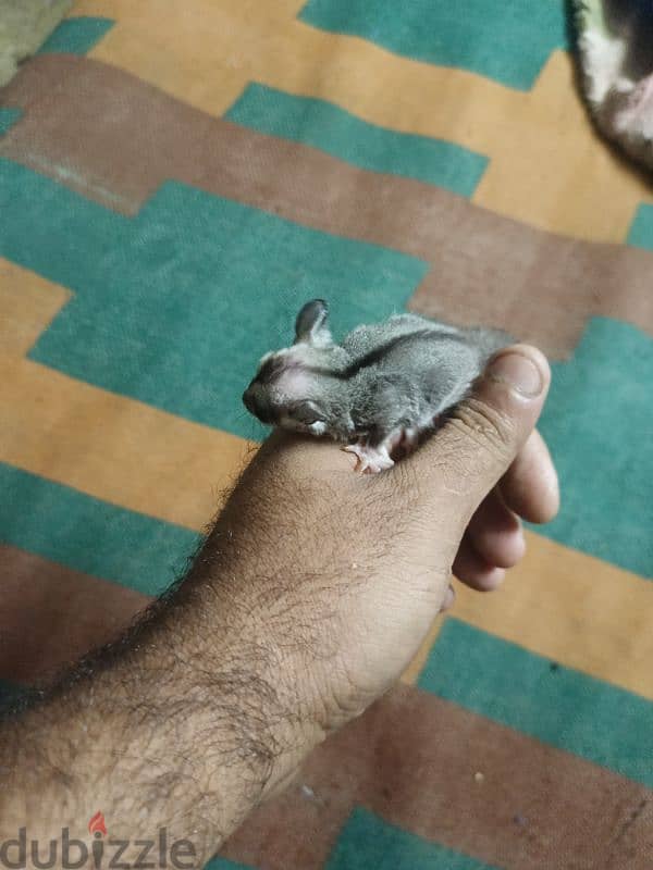 Sugar Glider 1