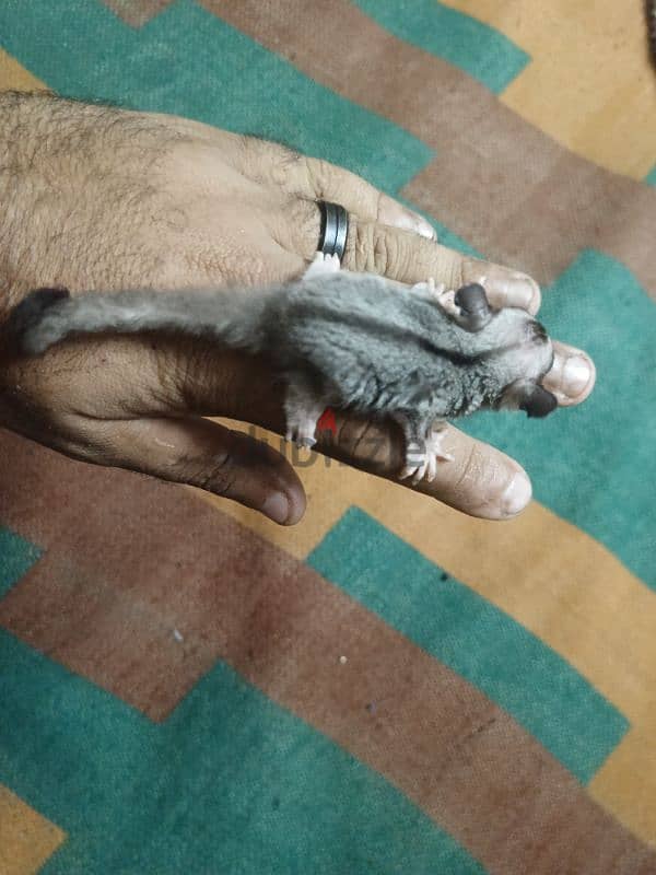 Sugar Glider 2