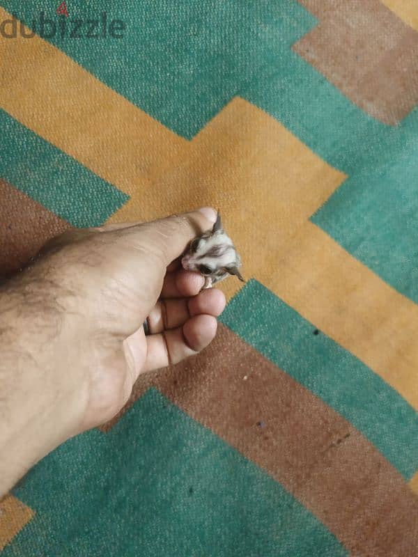 Sugar Glider 3