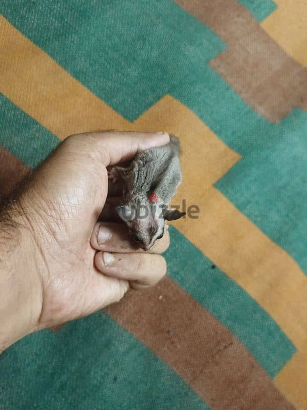 Sugar Glider 5