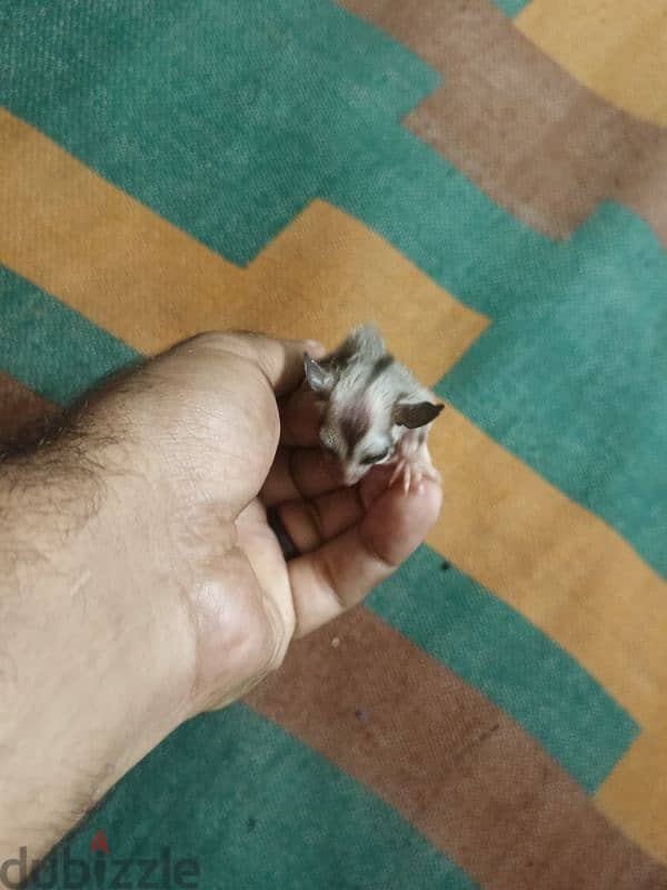 Sugar Glider 6