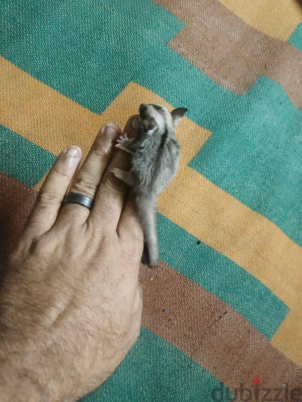Sugar Glider 7