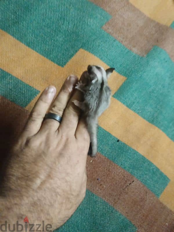 Sugar Glider 8