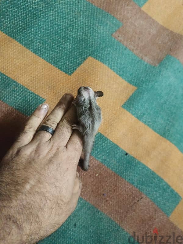 Sugar Glider 9