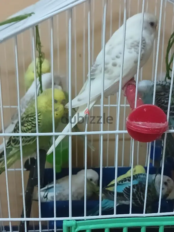 عصافير استرالي65055738430722124