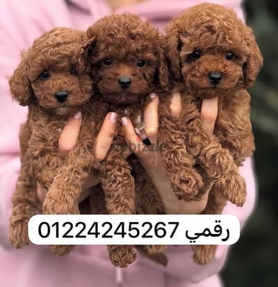 poodle