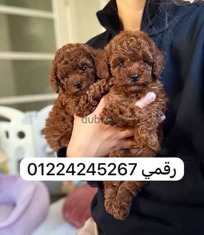 toy poodle