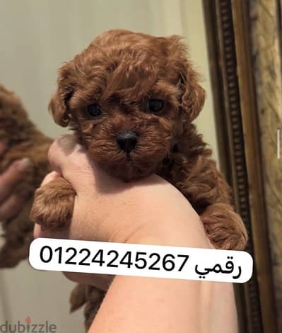 tea cup poodle