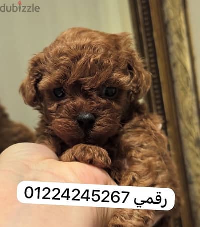 tea cup poodle puppy