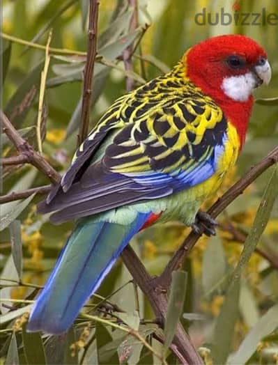 روزيلا