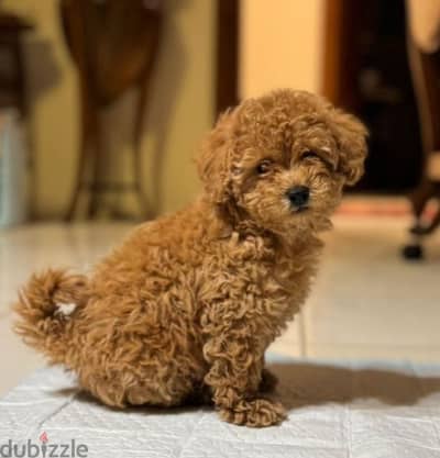 Toy poodle puppies From Ukraine Parents