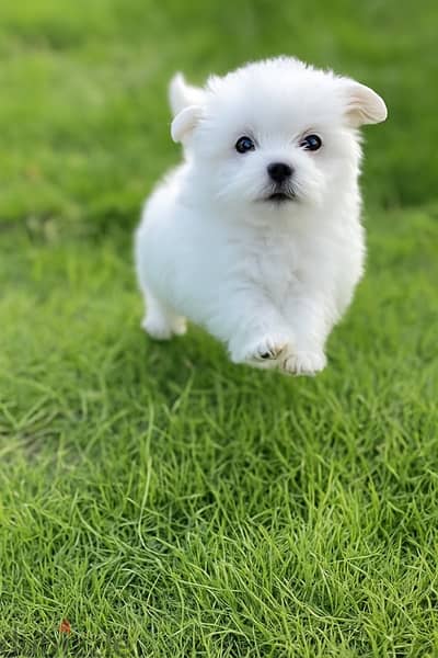 havanese puppy color eye available delivery