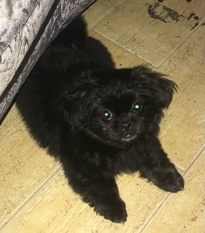 Tibetan Spaniel - Up for Adoption (Stormi)