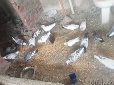 حمام انواع كثيره جميلة جدا للتربية والغية  جوز الحمام 300جنيه