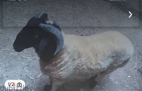 خروف برقي للبيع - خرفان برقي للبيع