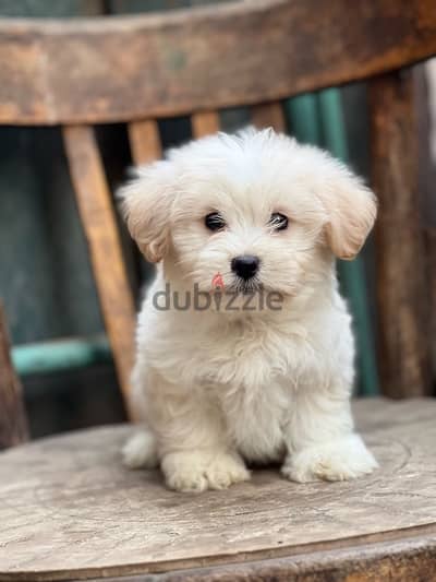 havanese puppy mini size