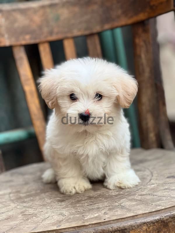 havanese puppy mini size 1