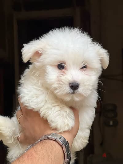 havanese puppy pure mini