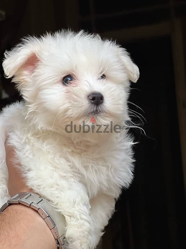 havanese puppy pure mini 1