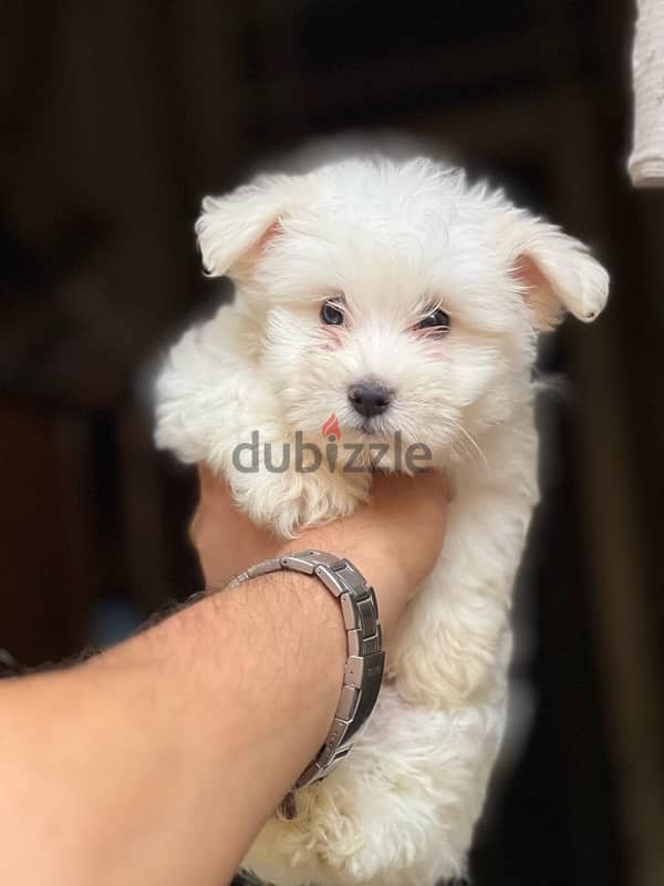 havanese puppy pure mini 2