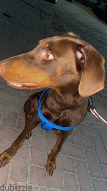 Doberman Red Rust - Dogs - 206505385