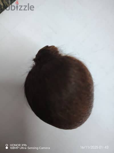 غده غزال به مسك اصلي