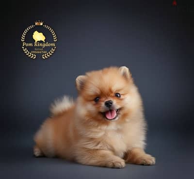 Fluffy Pomeranian teacup - بومرينيان