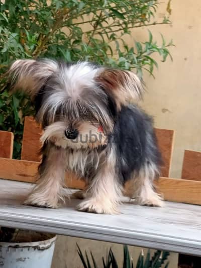 Yorkshire female 8 months teacup يورك شير تي كوب