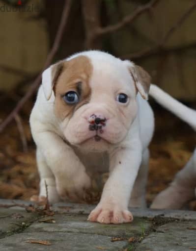 American Bulldog puppy boy from Russia
