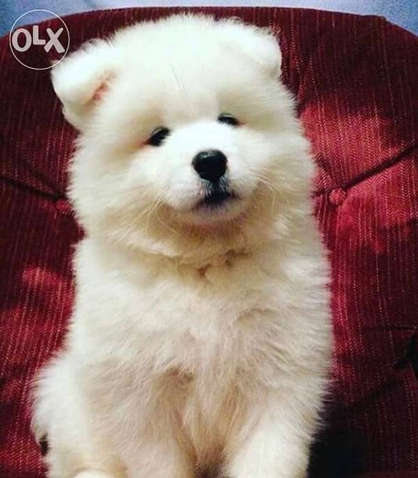 Samoyed best sale dog olx