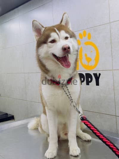 aslkan husky year and 3 month