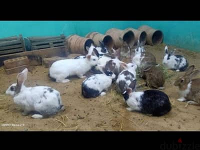 ارانب صغير وكبير مشاء الله حاجات حلوه