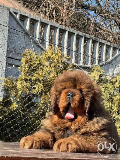 Tibetan Mastiff From Europe fastest shipping amazing quality