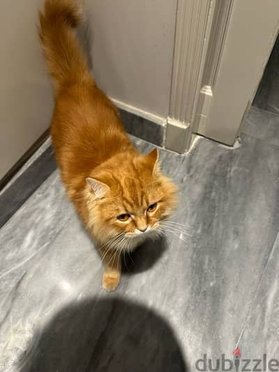 Cat for adoption.