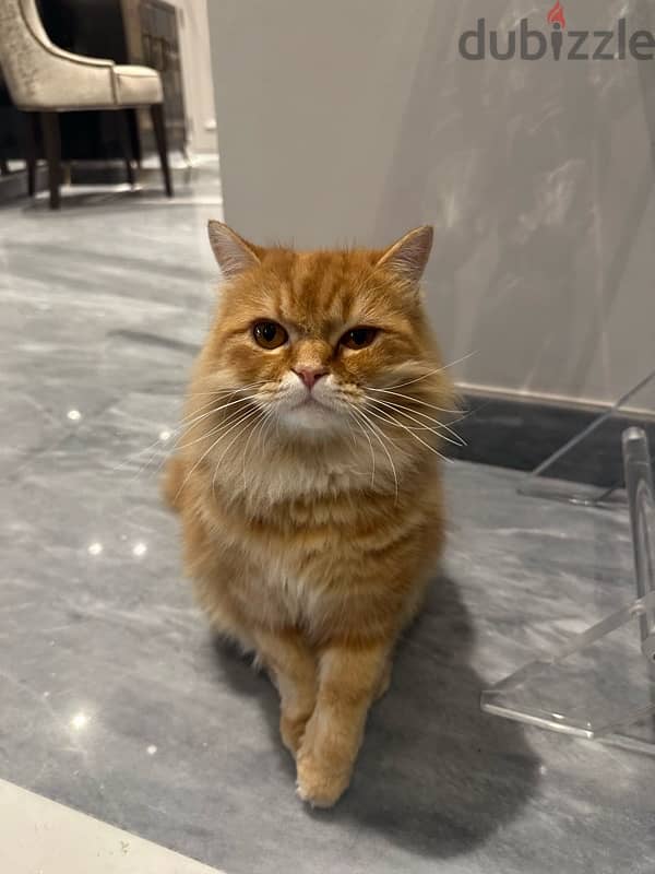 Cat for adoption. 1