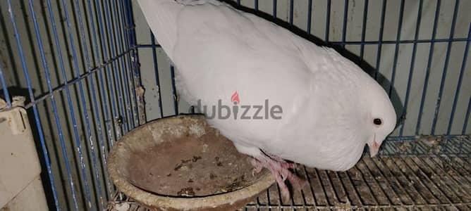 حمام لاحم بيور