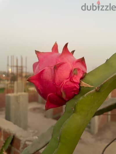 صبار الدراجون فروت