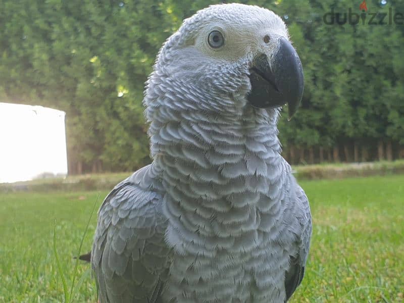 ببغاء زنجباري بغبغان كاسكو زنجبارى فرخ مصرى African gray parrot - Birds ...