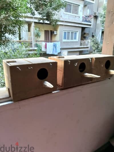 ٣عشوش عصافير