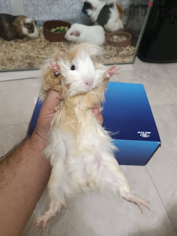 غينيا مستوى عالى 3