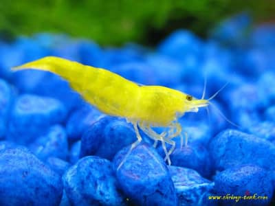 Yellow and red shrimp available