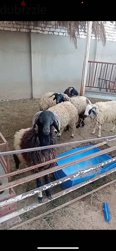 خرفان برقي حر