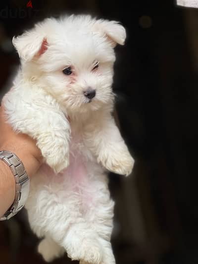 havanese puppy mini