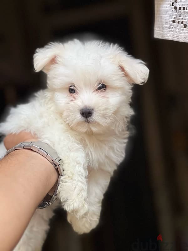 havanese puppy mini 1