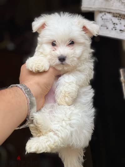 havanese puppy vaccination دبدوب ميني