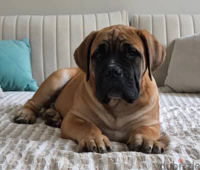 Boerboel puppy boy from Russia